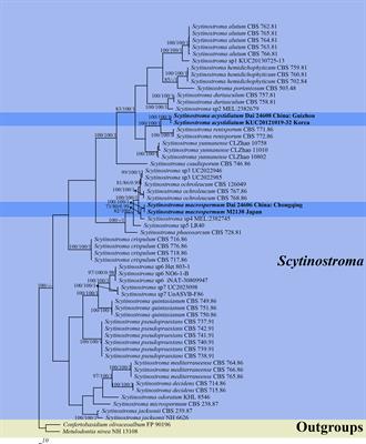 Two new species of Scytinostroma (Russulales, Basidiomycota) in Southwest China